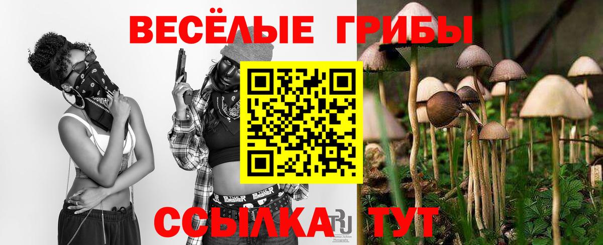 Галлюциногенные грибы Psilocybine cubensis Сыктывкар
